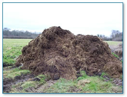 Manure Heap