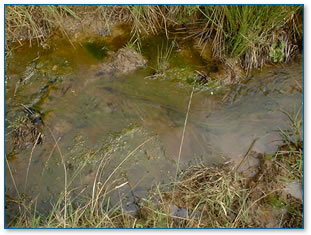 Nutrient pollution in stream