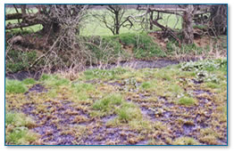 Silage liquor approaching stream