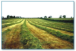 Silage cut in a field