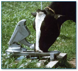Cow operating pasture pump
