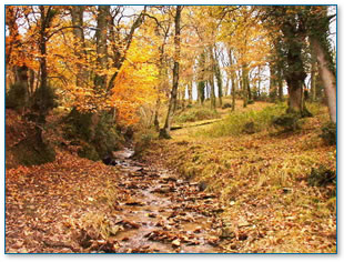 Leaves in stream