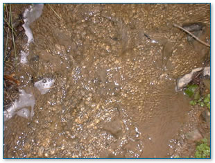 Sewage fungus in stream