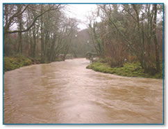 R. Lynher after heavy rainfall Winter 2001