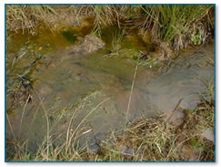 Nutrient enrichment in stream