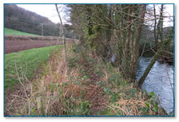 Buffer strip by river